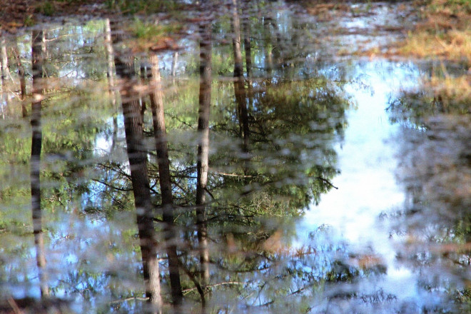 Balade miroir en forêt