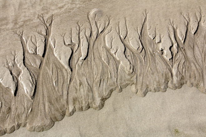 Baobabs des mers