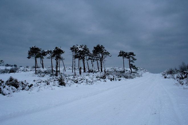 Le bois de pins sous la neige