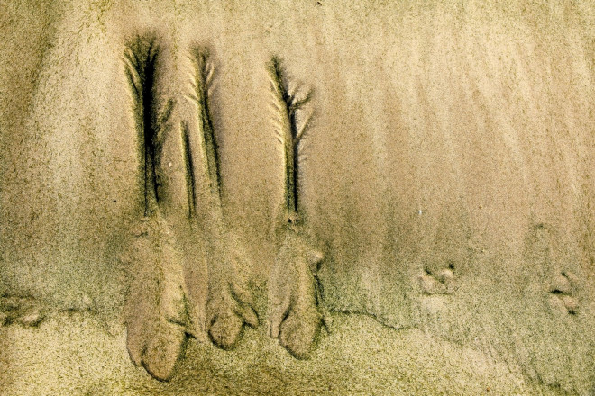 Flûtes de sable