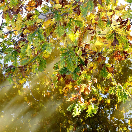 Rideau de feuilles à Bois Pouvreau